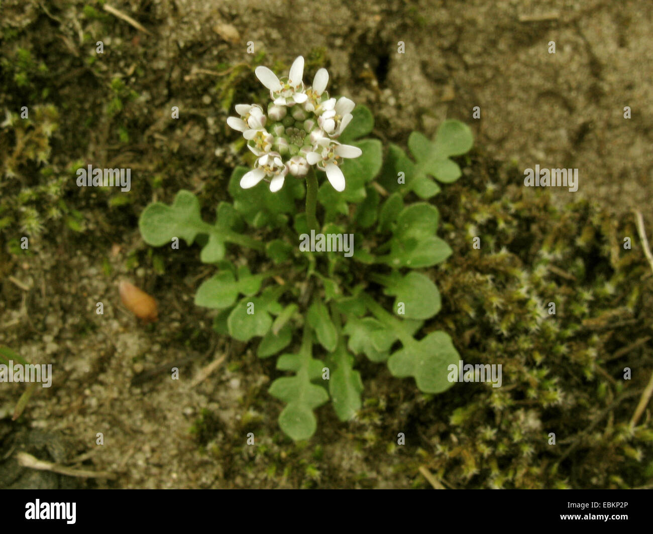 shepherd's cress (Teesdalia nudicaulis), blooming, Germany Stock Photo