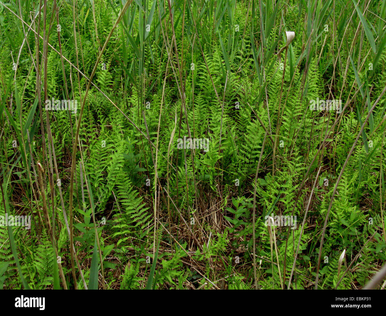 marsh fern (Thelypteris palustris), in a swamp, Germany Stock Photo