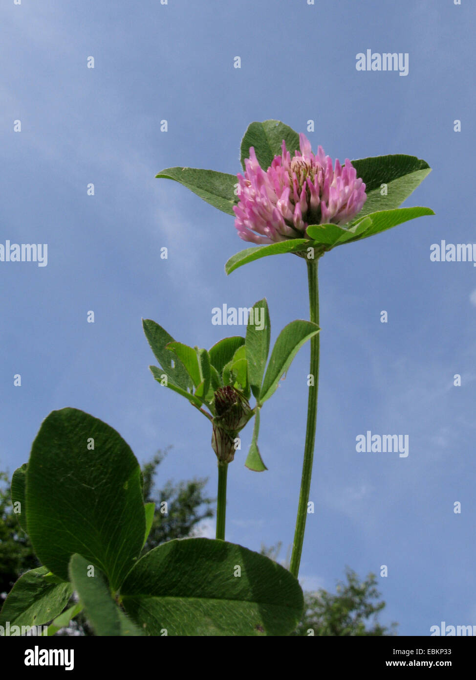 red clover (Trifolium pratense ssp. sativum, Trifolium sativum), blooming against blue sky, Germany, North Rhine-Westphalia Stock Photo