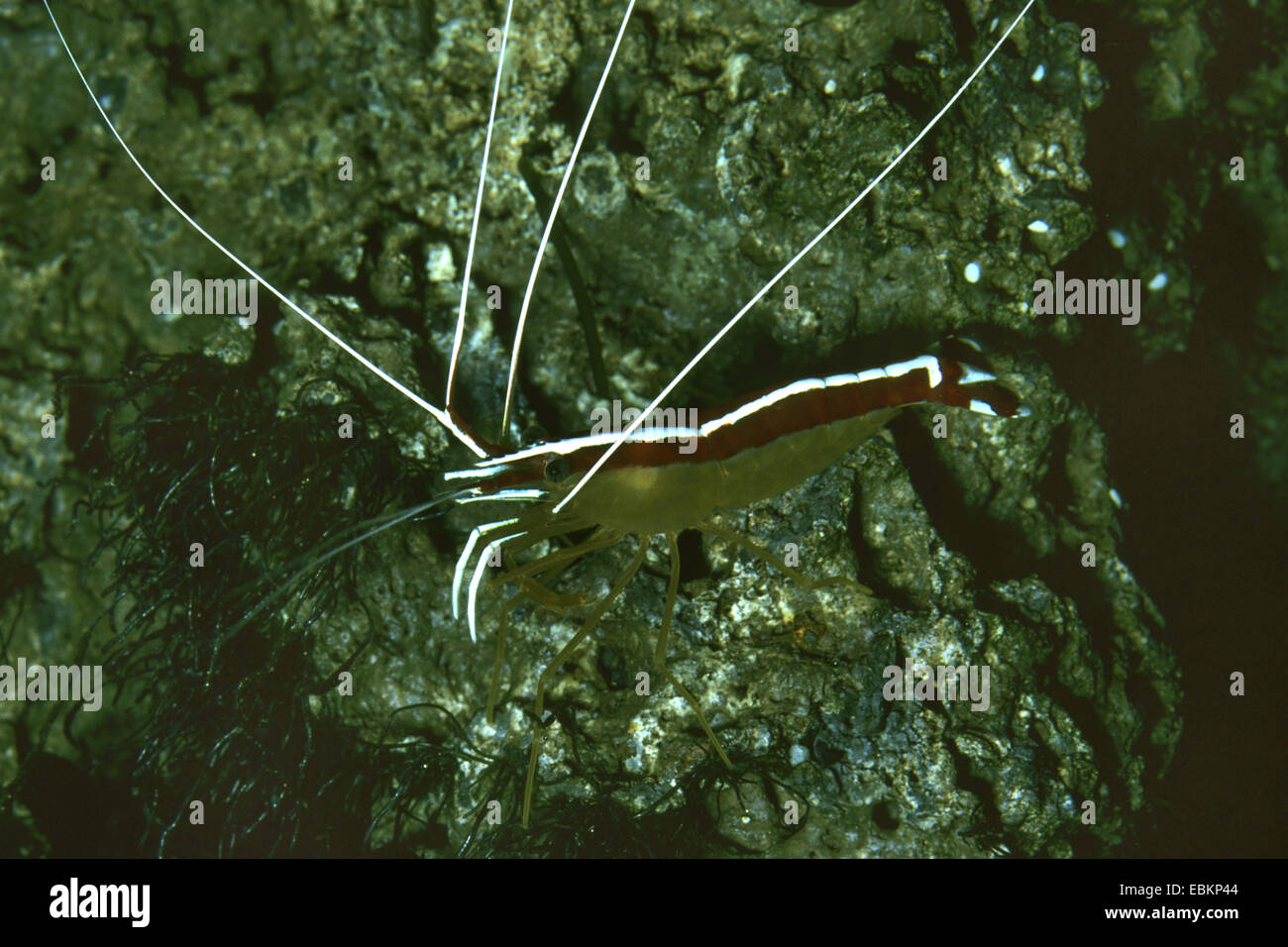 hunter shrimp (Hippolysmata grabhami, Lysmata grabhami), on a stone Stock Photo