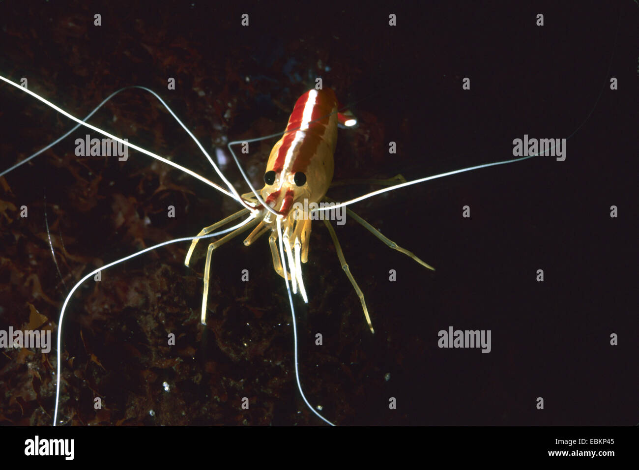 hunter shrimp (Hippolysmata grabhami, Lysmata grabhami), front view Stock Photo