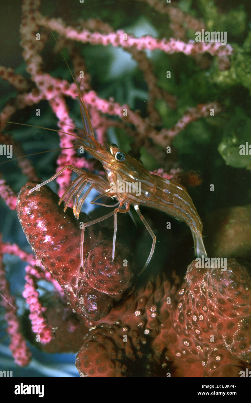 Mediterranean cleaner shrimp, Mediterranean rock shrimp, Monaco cleaner shrimp (Lysmata seticaudata), on coral Stock Photo