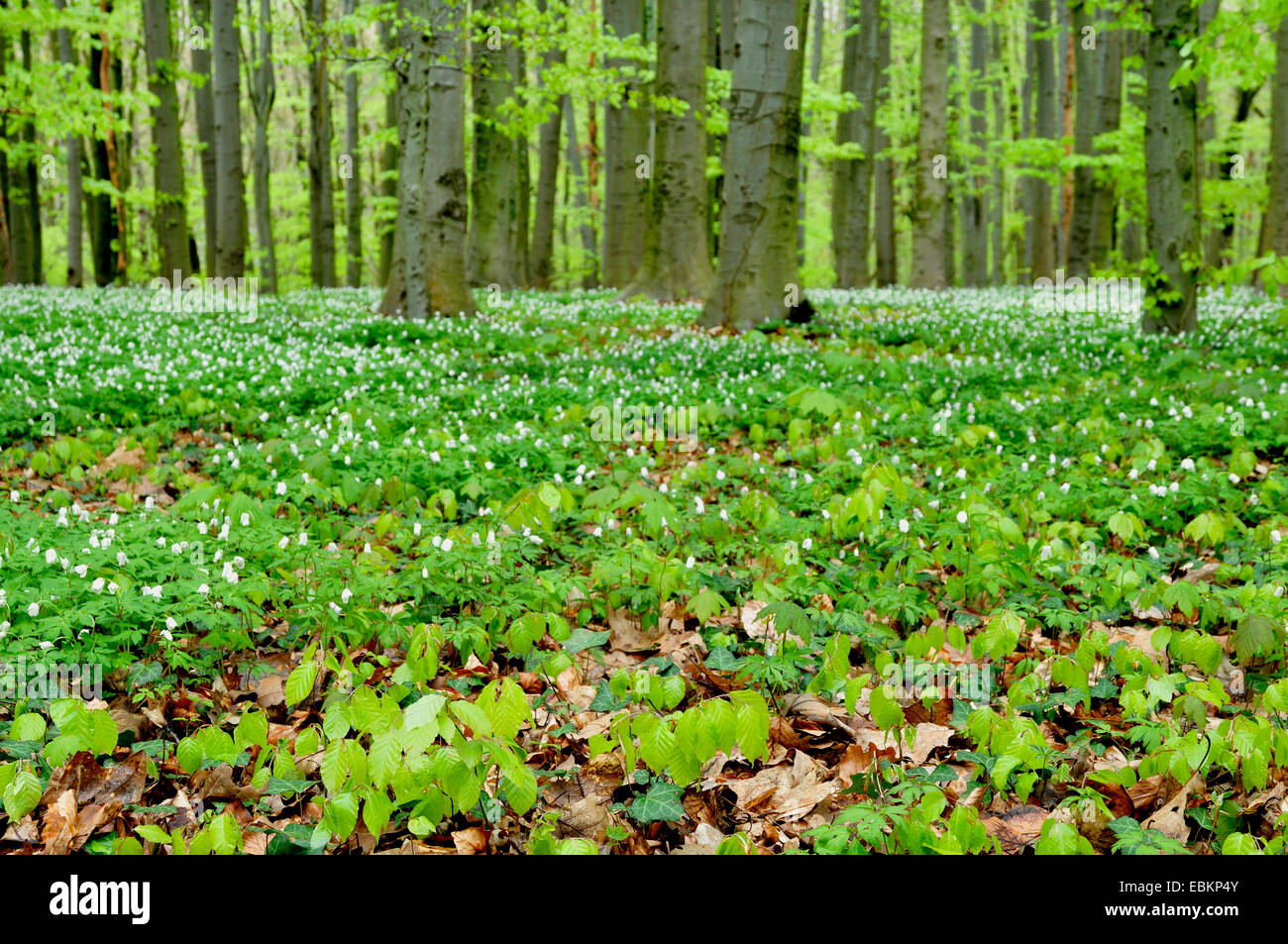 wood anemone (Anemone nemorosa), spring forest with wood anemones and