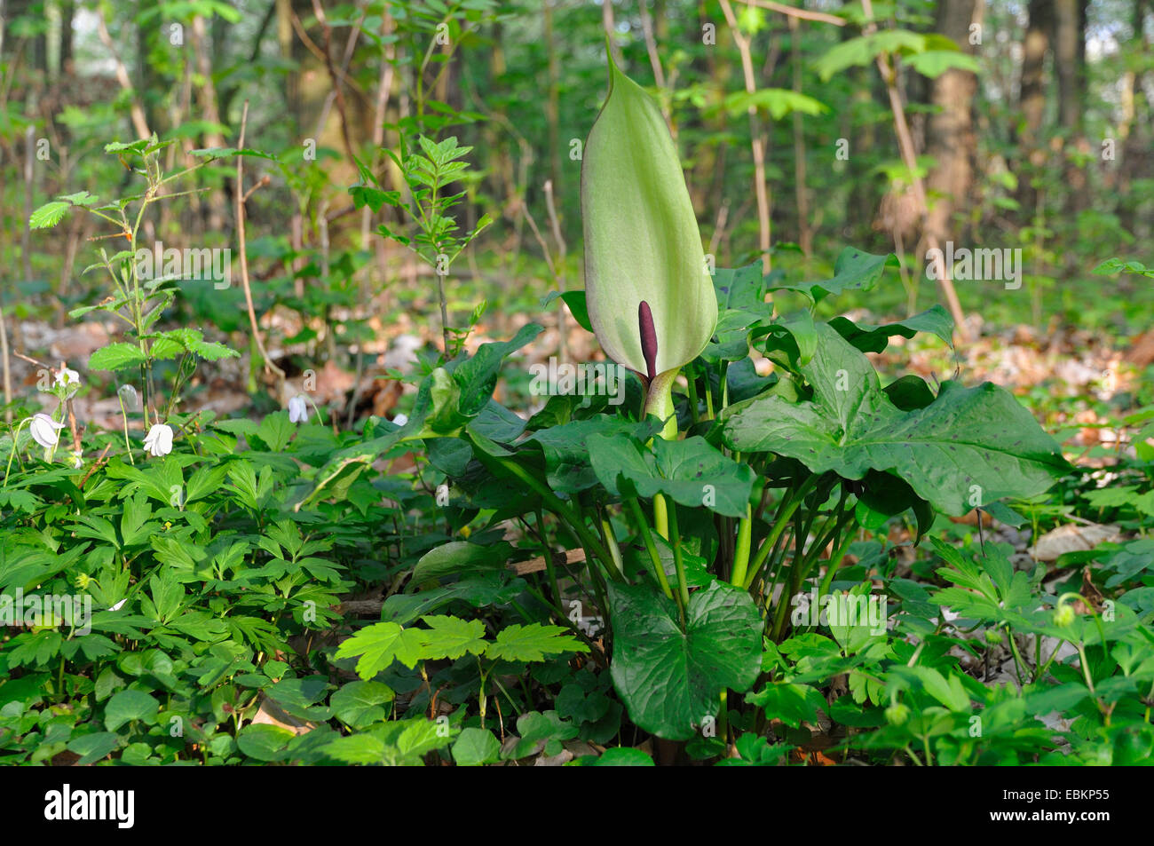 lords-and-ladies, portland arrowroot, cuckoopint (Arum maculatum), flowering, Germany Stock Photo