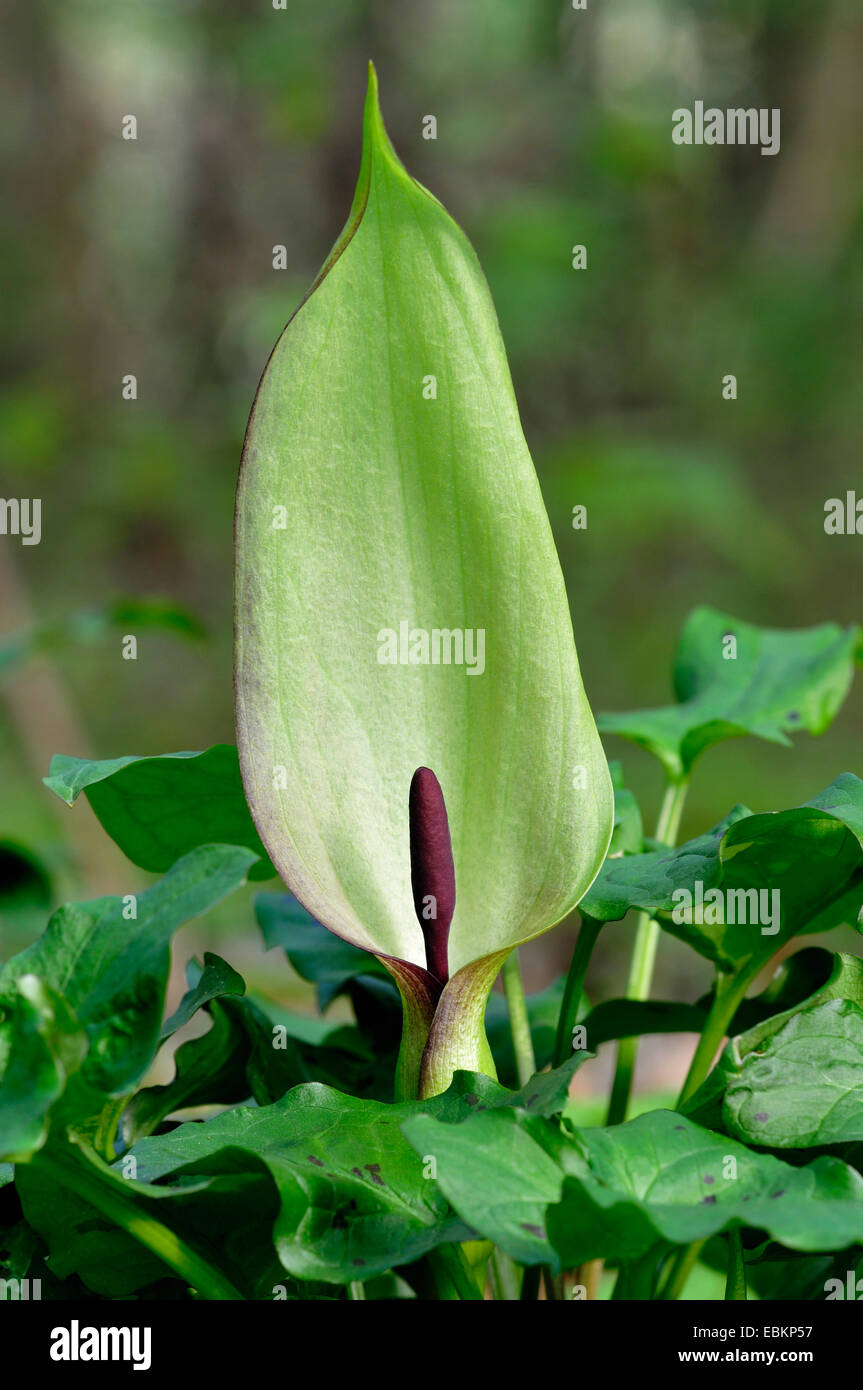 lordsandladies, portland arrowroot, cuckoopint (Arum maculatum