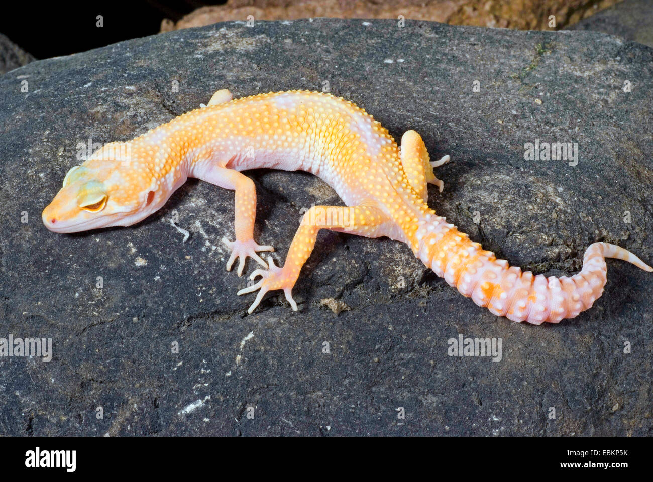 Leopard gecko (Eublepharis macularius), breeding form Albino on a stone Stock Photo