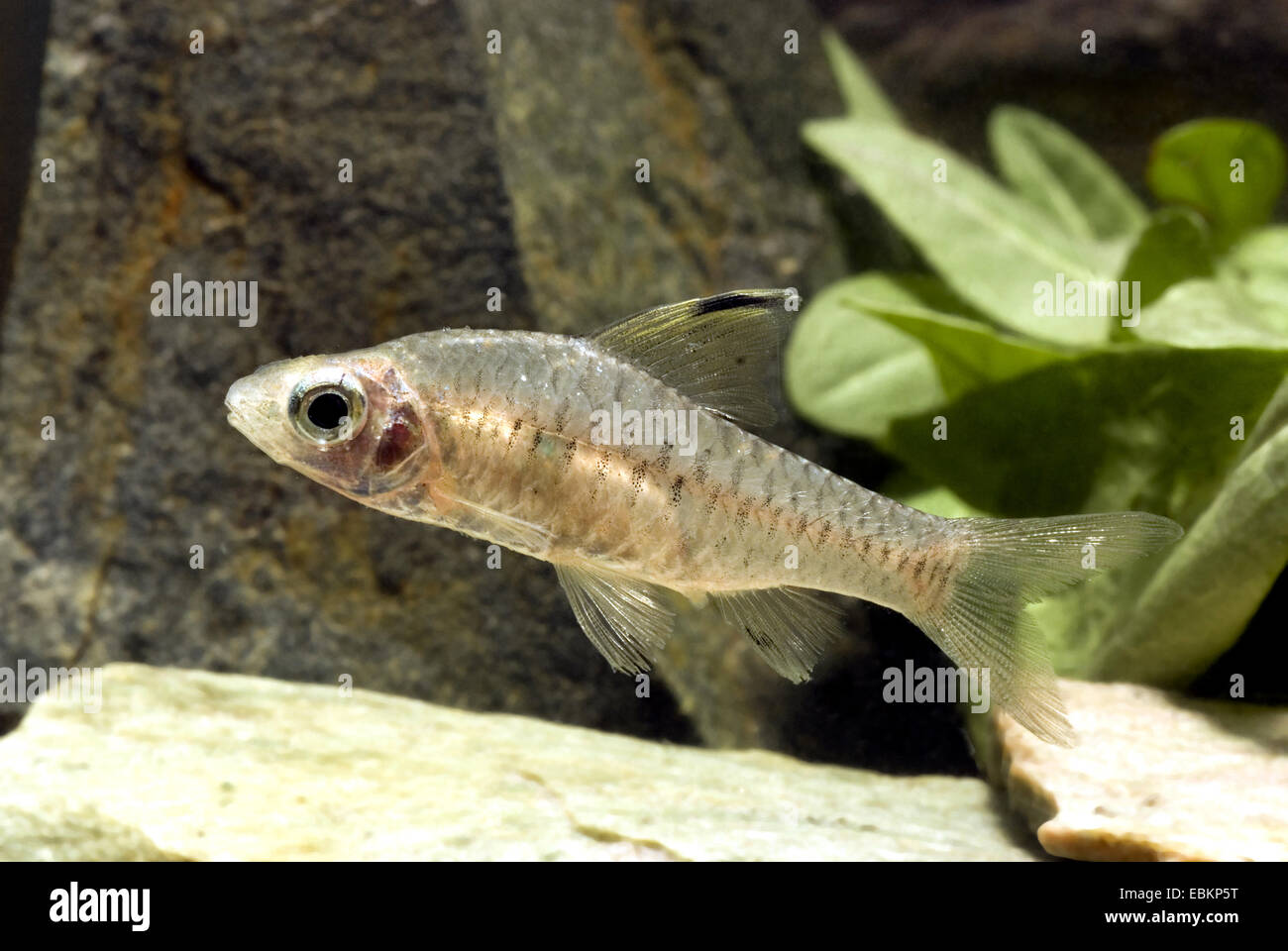 Indian Hifin barb (Oreichthys cosuatis), swimming Stock Photo