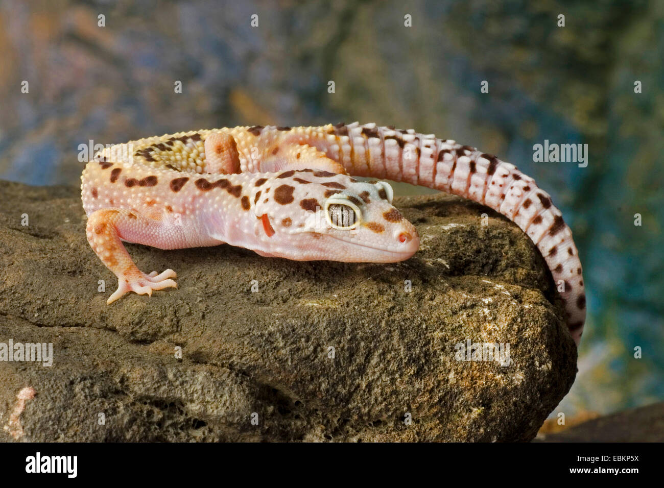 Leopard gecko (Eublepharis macularius), breed Bald Striped on a stone Stock Photo
