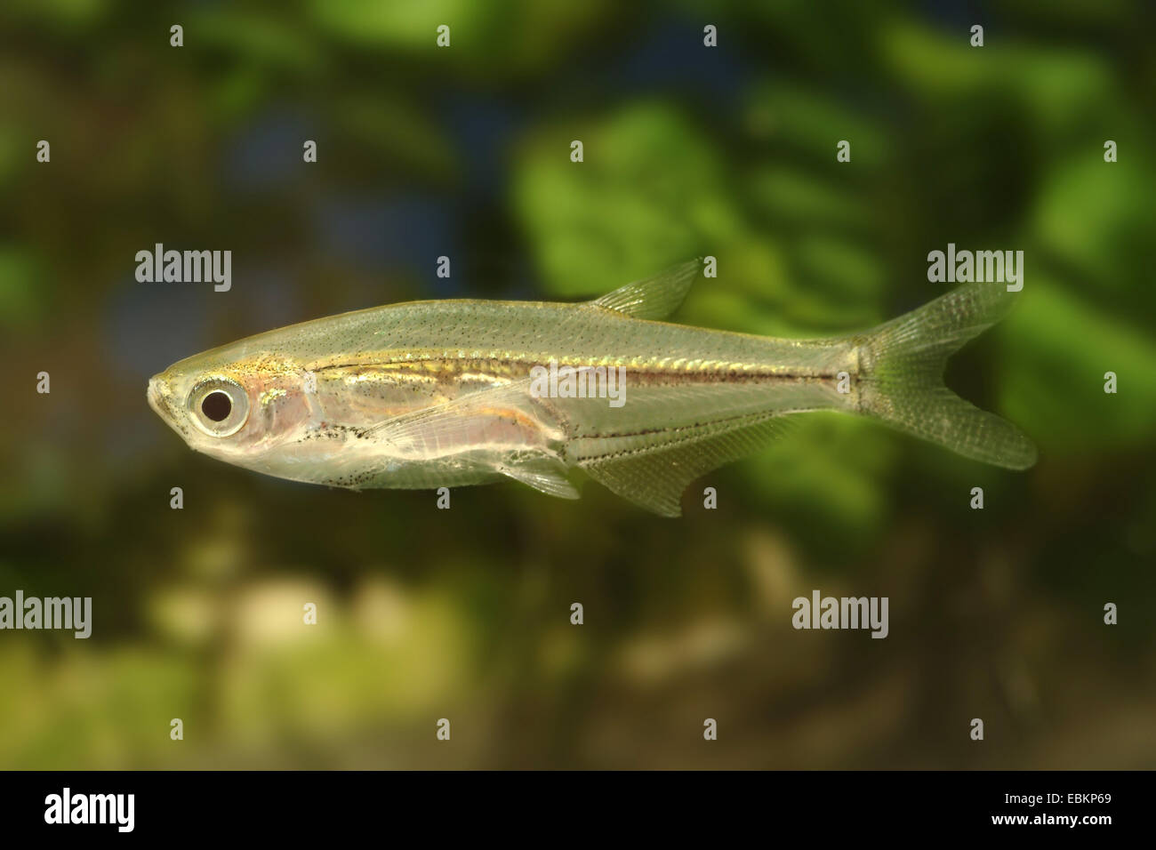 Glass Barb, Glass fish (Parachela oxygastroides), swimming Stock Photo
