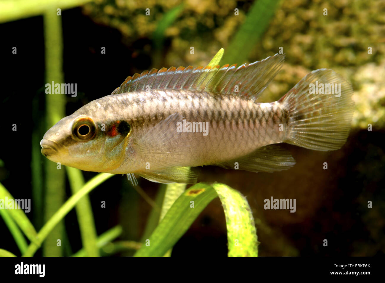 Roloff's Kribensis (Pelvicachromis roloffi), swimming Stock Photo