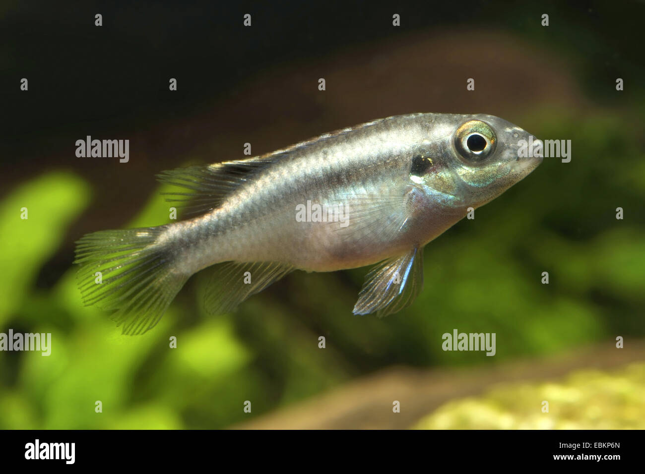 Rainbow Cichlid, kribensis, Purple cichlid, Dwarf rainbow cichlid, Common krib (Pelvicachromis pulcher), swimming Stock Photo