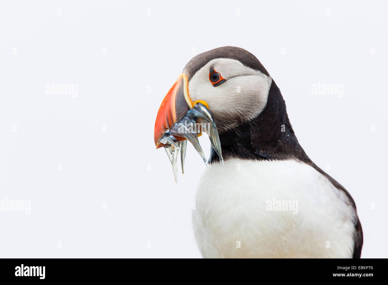 Atlantic puffin, Common puffin (Fratercula arctica), with caught sand eels in the bill, portrait in front of white sky, United Kingdom, Scotland, Fair Isle, Shetland-Inseln Stock Photo