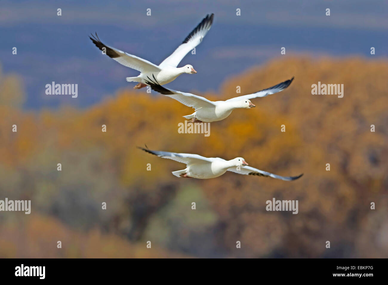 snow-goose-anser-caerulescens-atlanticus-chen-caerulescens-atlanticus