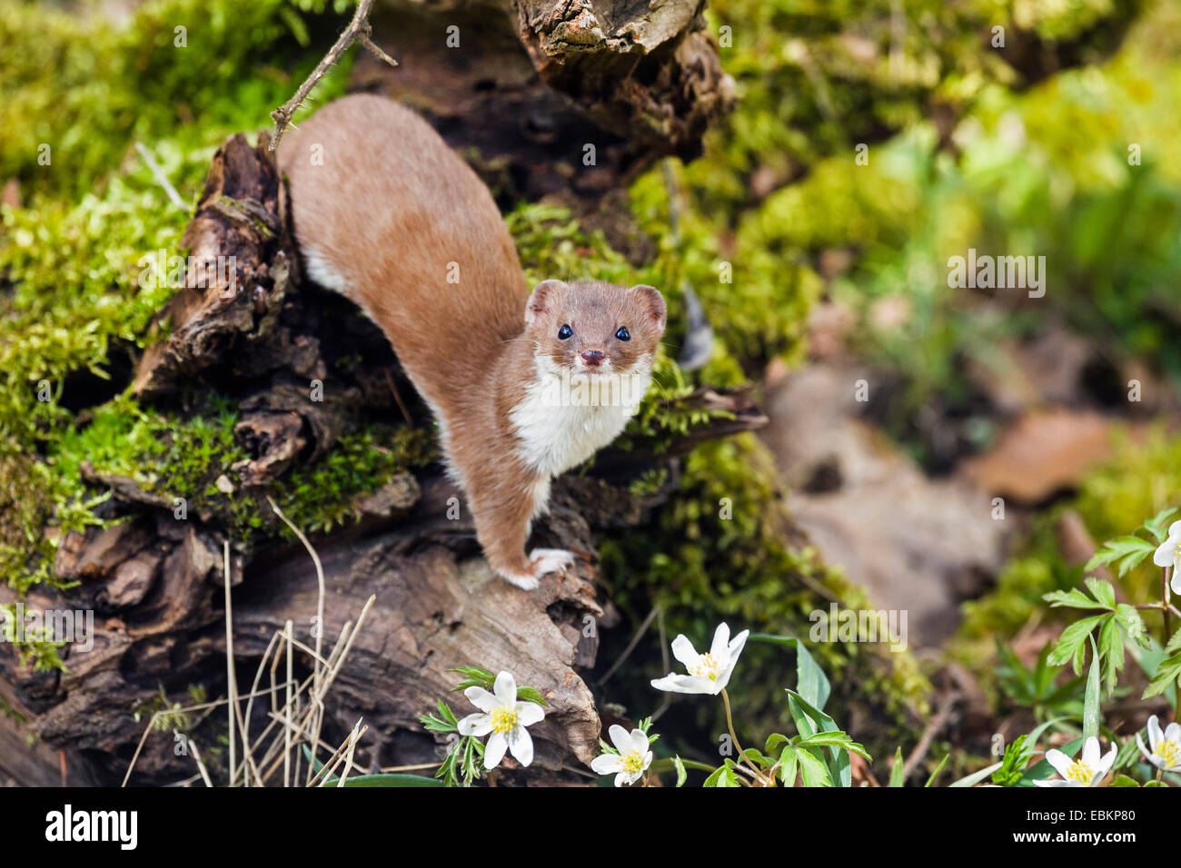 least weasel (Mustela nivalis), on forest ground, Germany, Bavaria Stock Photo