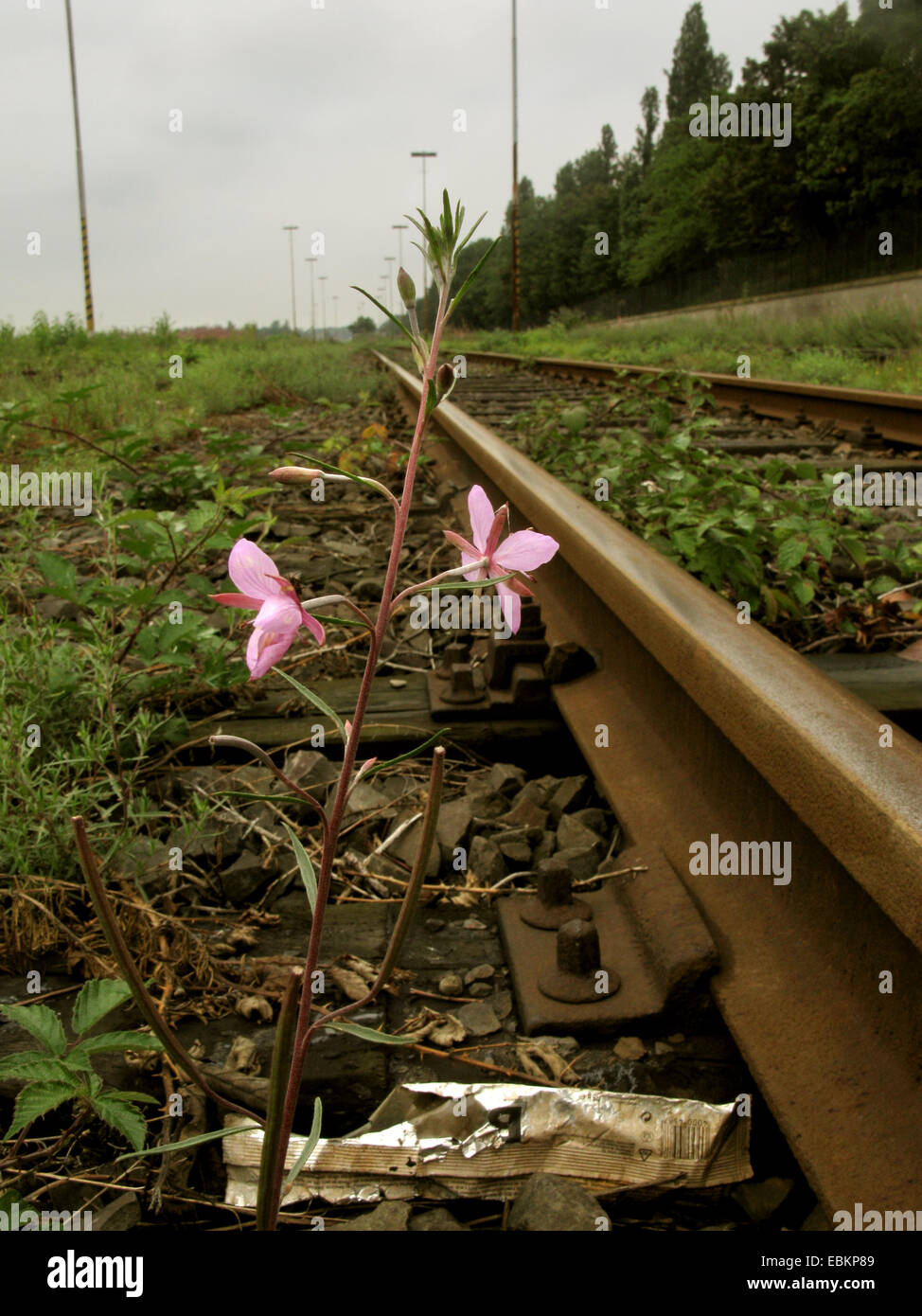 Alpine Willowherb (Epilobium dodonaei), naturalized at a railroad track, Germany, North Rhine-Westphalia Stock Photo