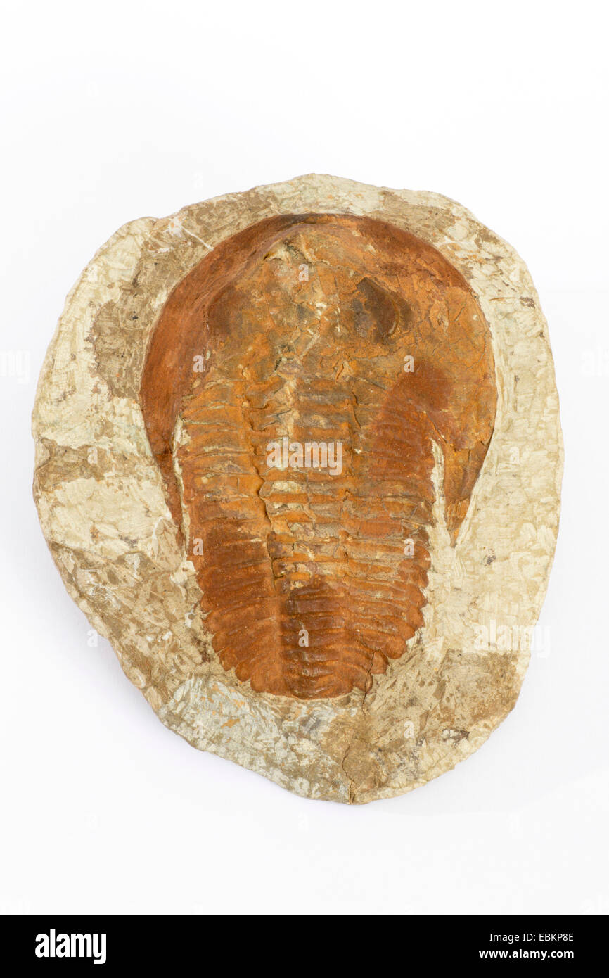 trilobite, Cambropallas telesto Stock Photo