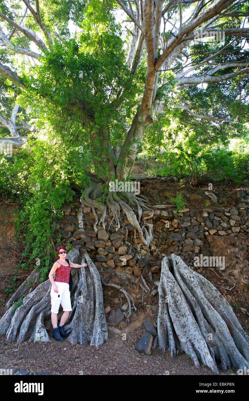 Azorean laurel, Azorian laurel, Canarian laurel, Canary laurel (Laurus azorica, Laurus canariensis), woman in front of an old tree with extensive roots grown ito a natural stone wall, Spain, Canary Islands, Los Realojos Stock Photo