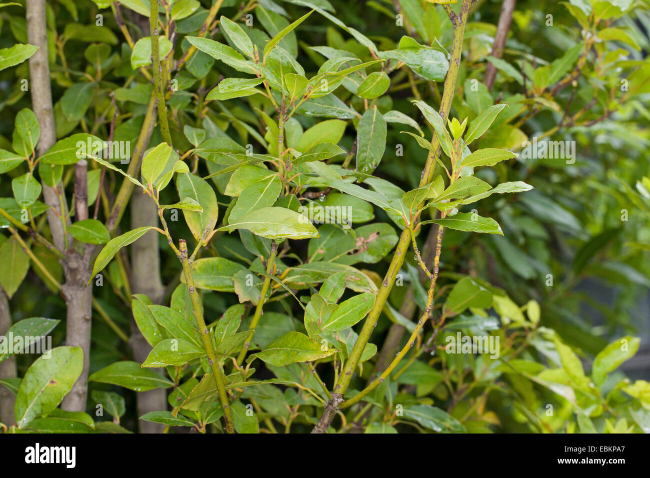 sweet bay laurel, bay tree, sweet bay (Laurus nobilis), leaves at a