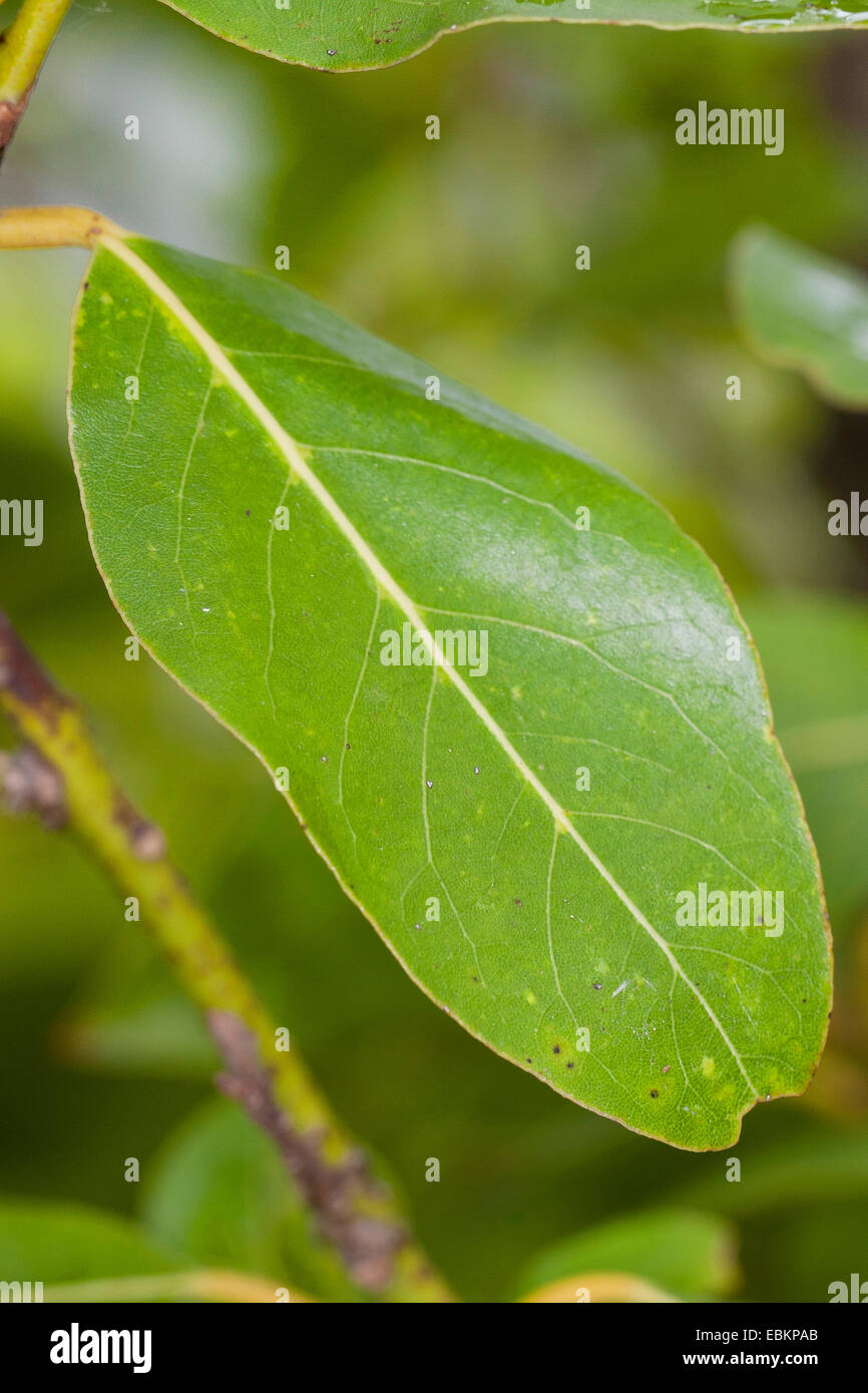 sweet bay laurel, bay tree, sweet bay (Laurus nobilis), leaf at a shrub