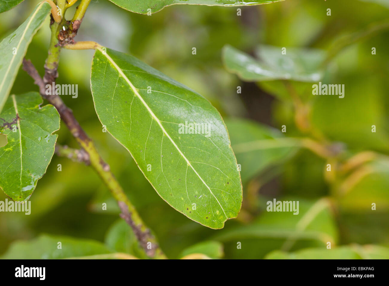 sweet bay laurel, bay tree, sweet bay (Laurus nobilis), leaf at a shrub