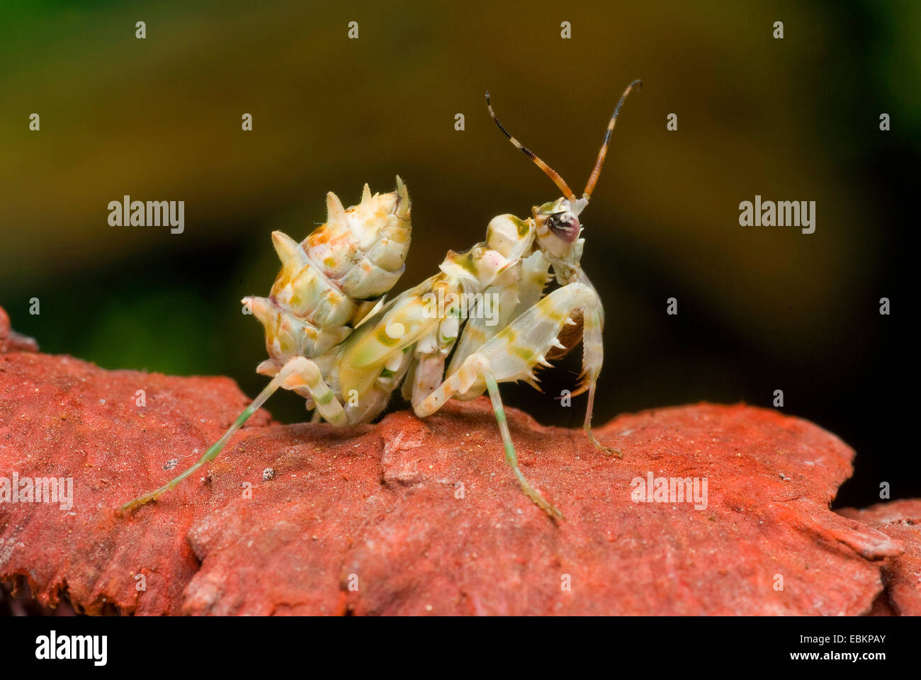 Ocellated Spiny Flower Mantis (Pseudocreobotra ocellata), on a stone Stock Photo