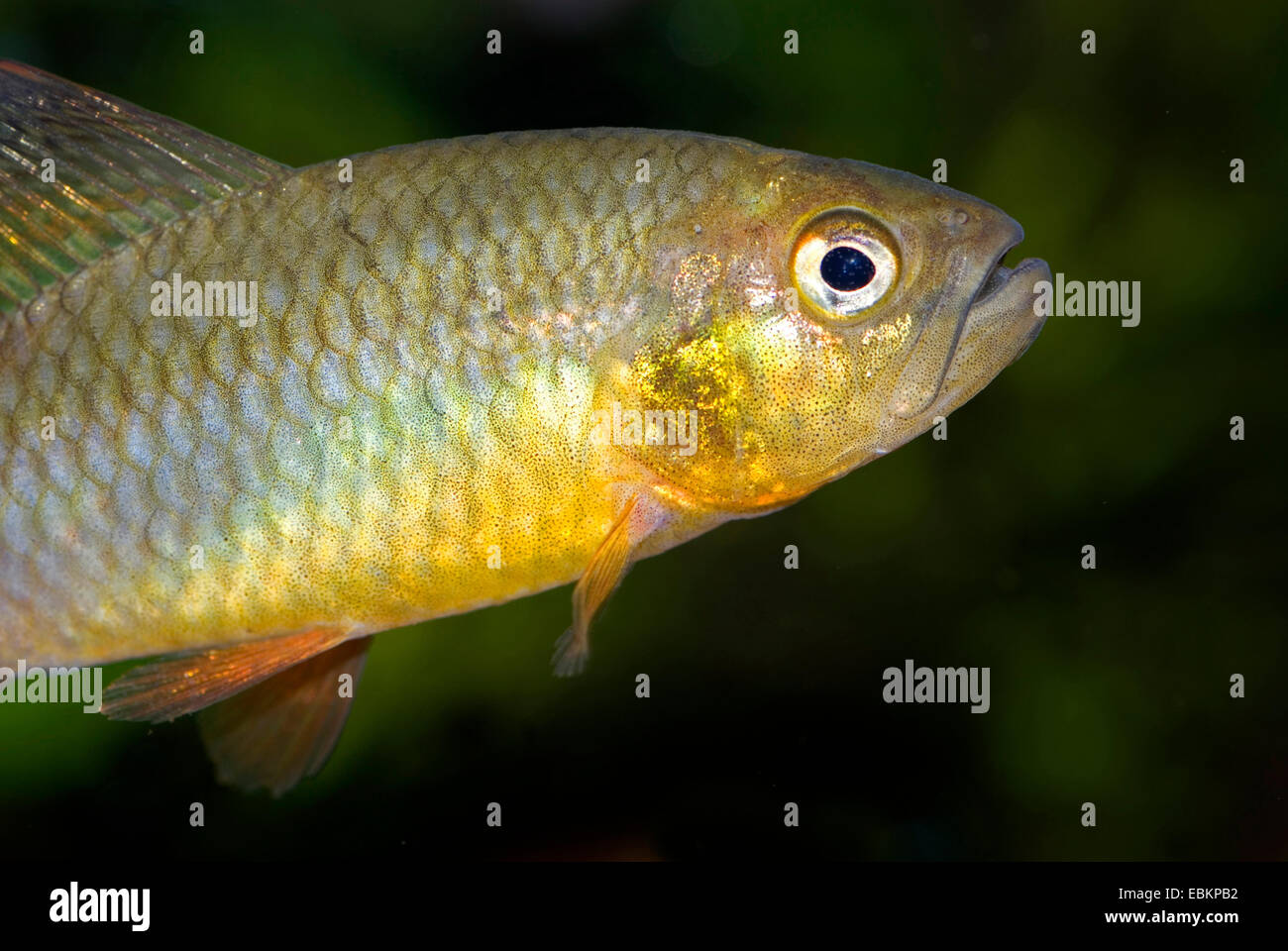 Sailfin tetra (Crenuchus spilurus), portrait Stock Photo