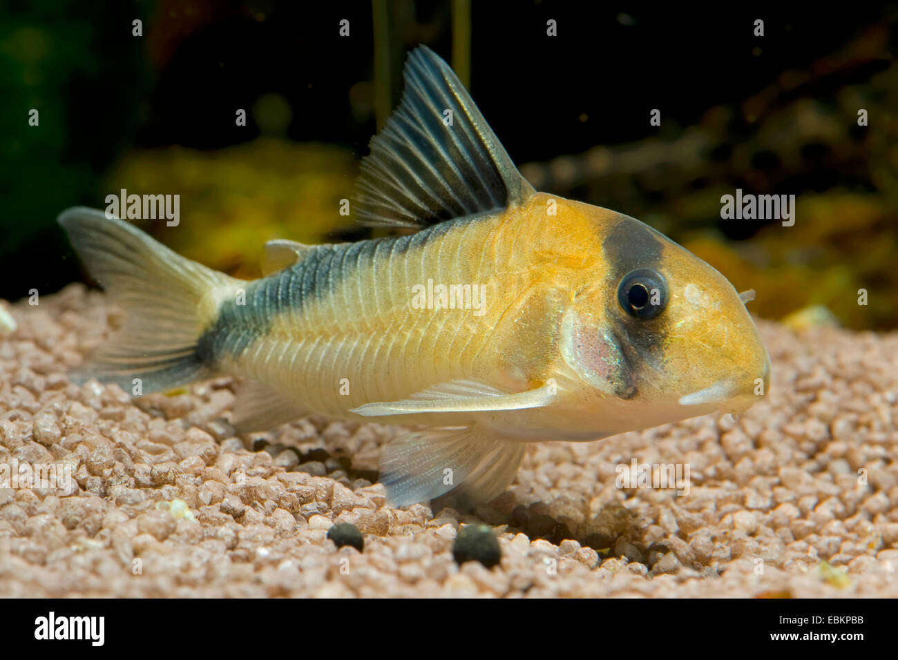 Sand's Cory, David Sands Cory (Corydoras davidsandsi), swimming Stock