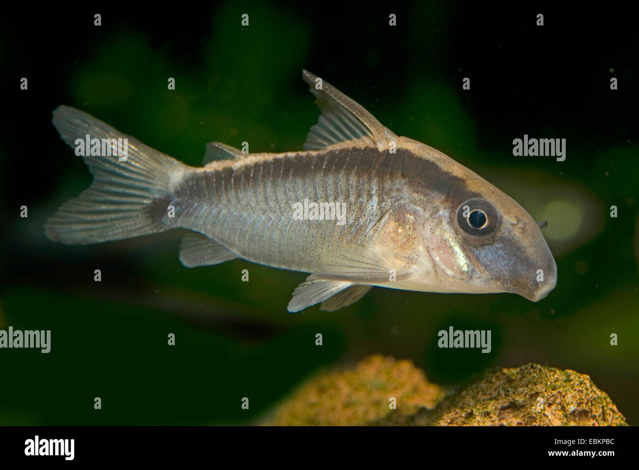 Skunk Cory, Arched Cory (Corydoras arcuatus), swimming Stock Photo