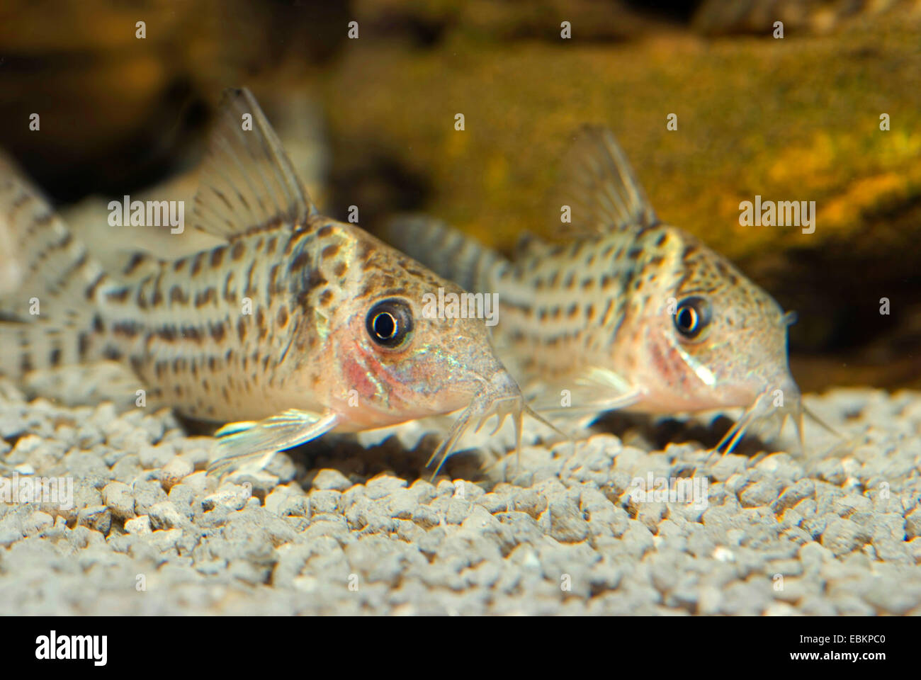 Spotted Corydoras (Corydoras punctatus), two Spotted Corydorases on the