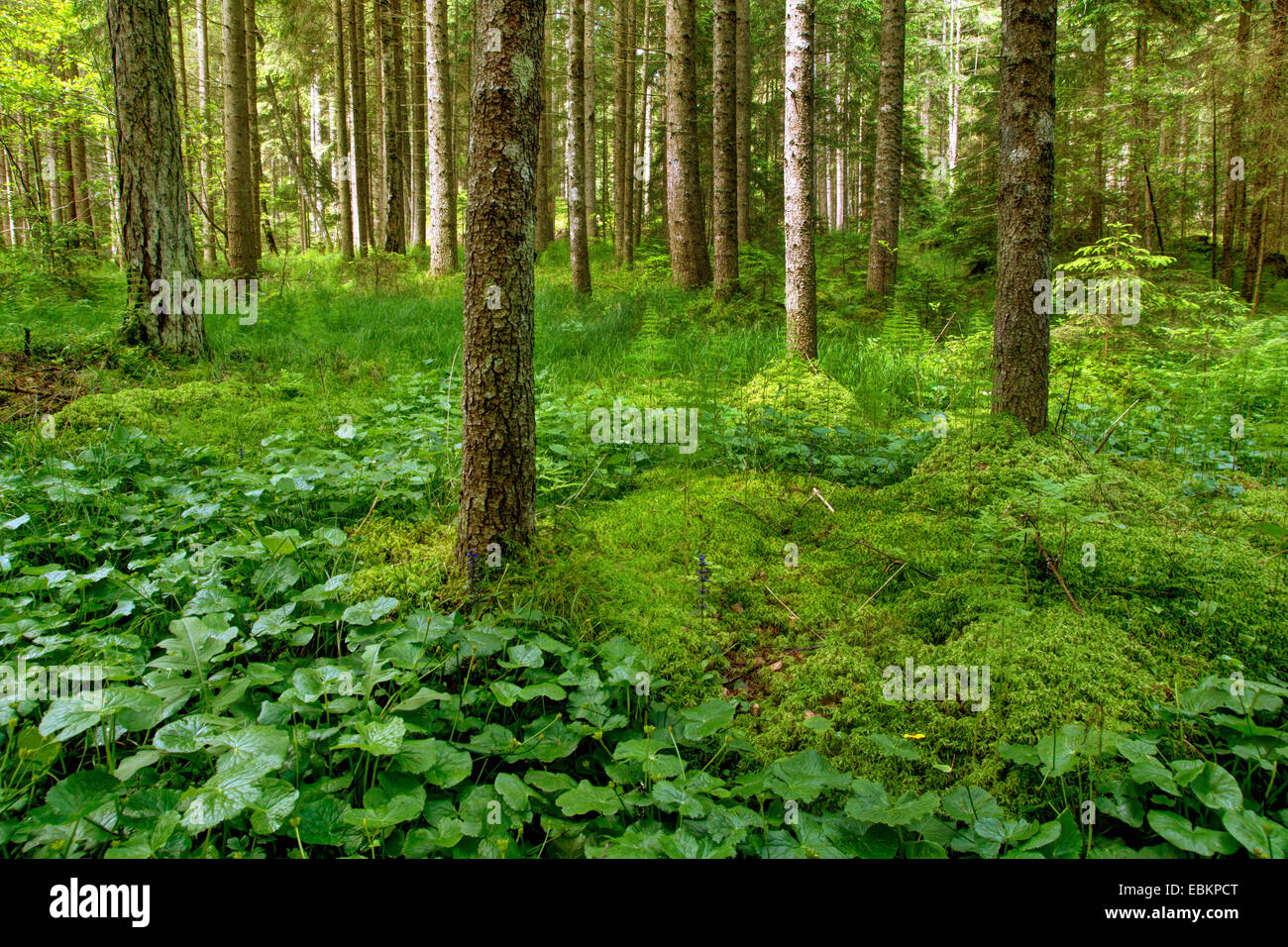 view through a forest in a highmoor landscape, Austria, Kaernten, Nockberge National Park, Zedlitzberg Stock Photo