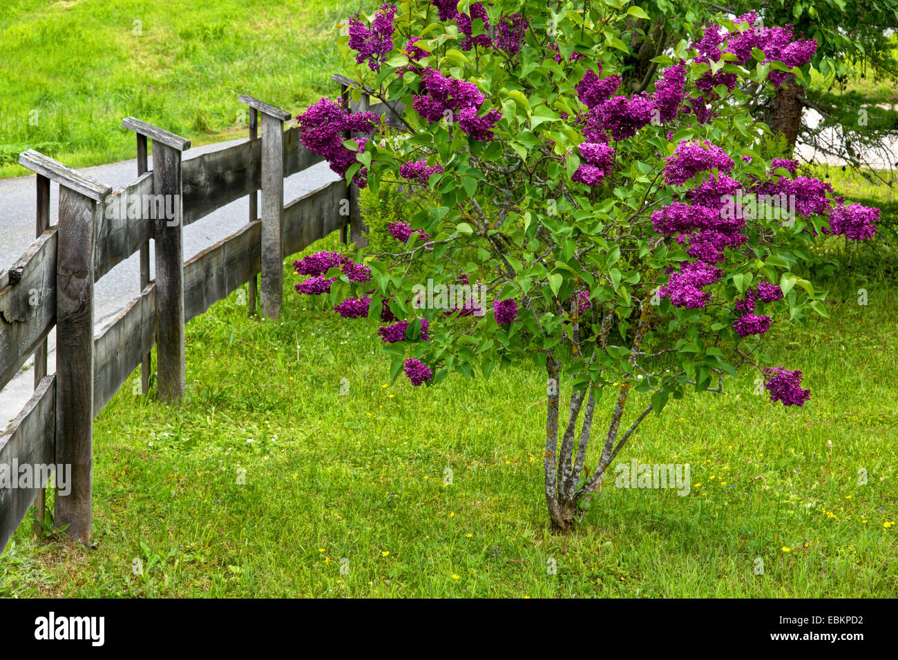 common lilac (Syringa vulgaris), in a meadow, Germany, Bavaria