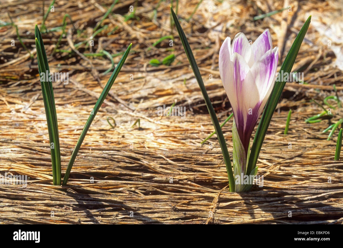 white crocus, crocus vernus, spring crocus (Crocus vernus albiflorus, Crocus albiflorus), blooming, Italy, South Tyrol, Dolomiten Stock Photo
