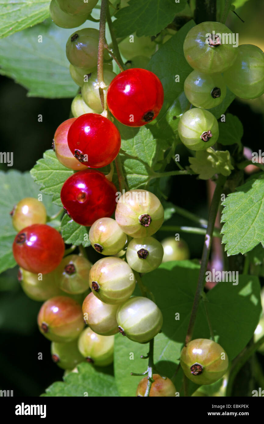 Unripe fruits hi-res stock photography and images - Alamy