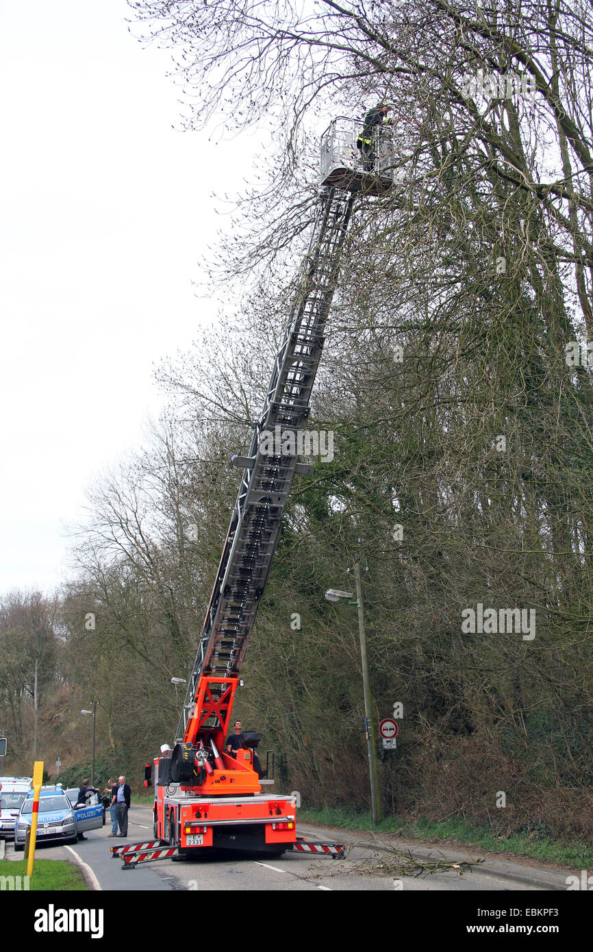 fire service removing dangerous overhanging twigs of an ash Stock Photo