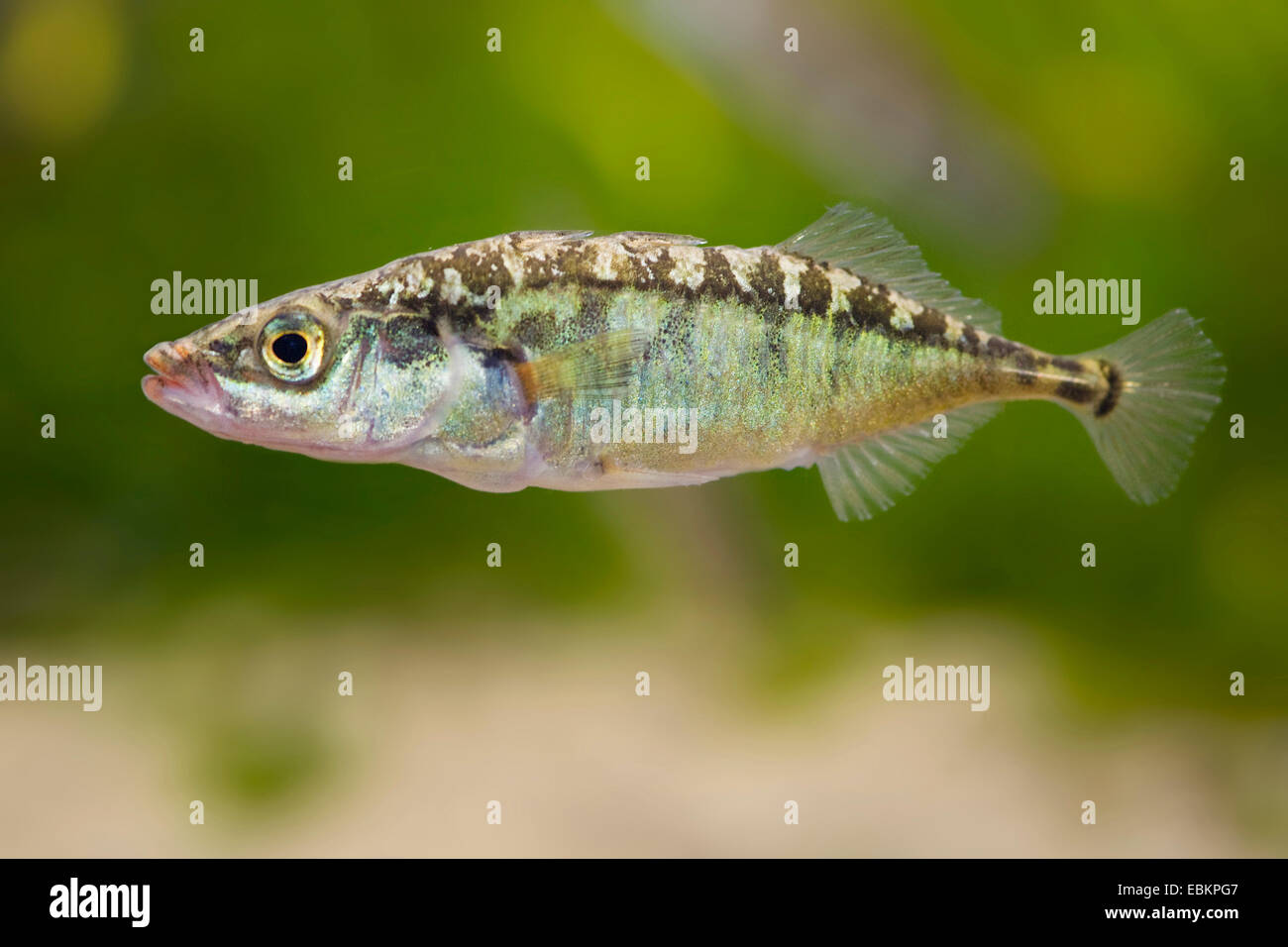 three-spined stickleback (Gasterosteus aculeatus), swimming, Germany Stock Photo