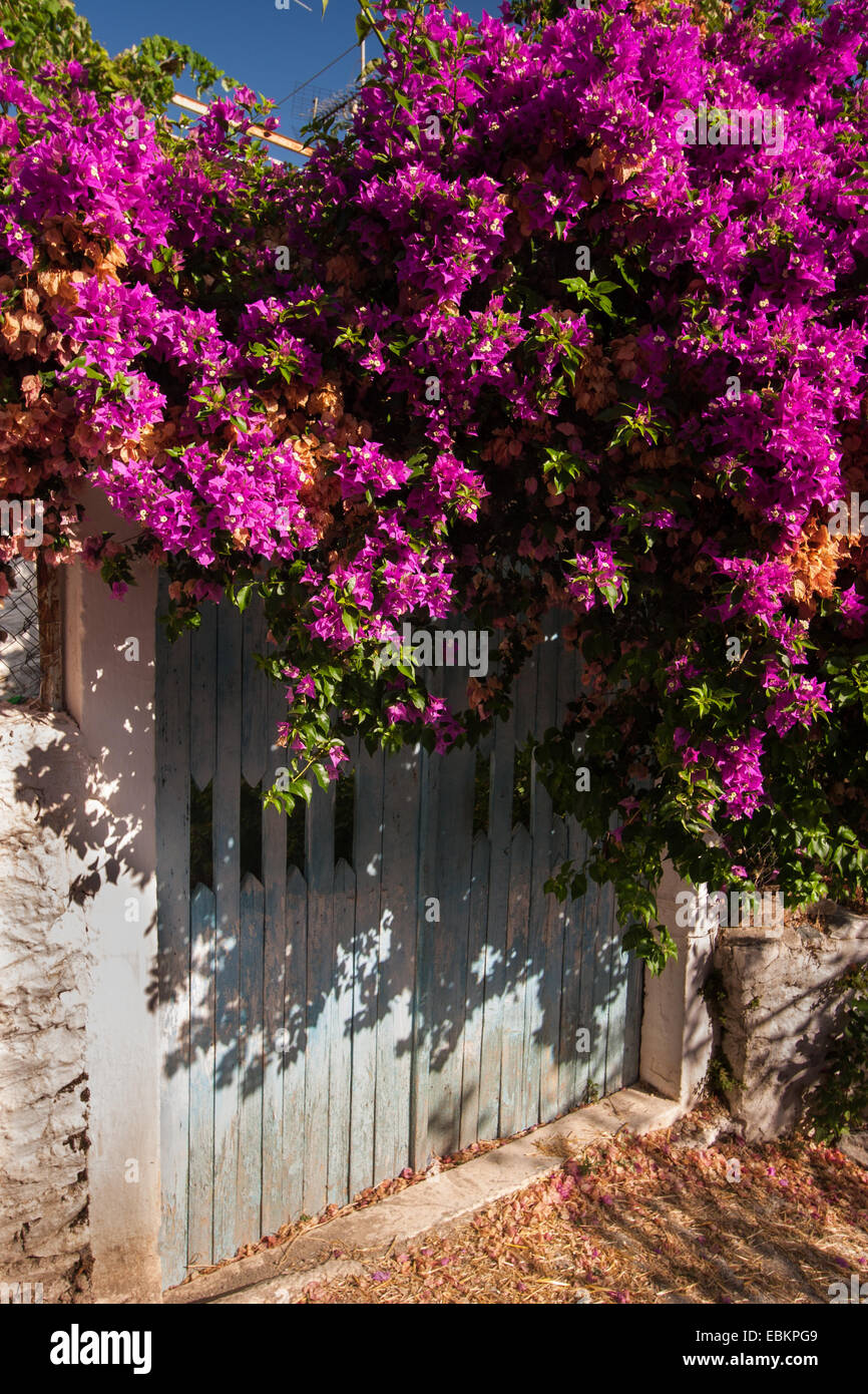 Yard door with Bougainvillea at Tyros village. Arcadia, Peloponnese, Greece Stock Photo