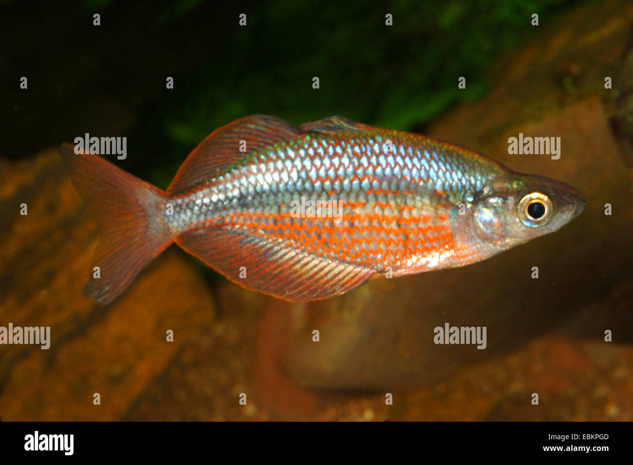 Doritys rainbowfish (Glossolepis dorityi), swimming Stock Photo