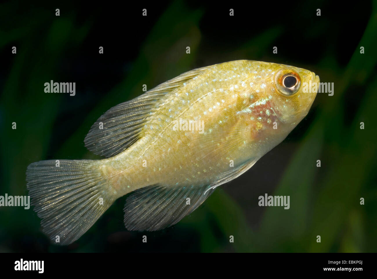 Blue spotted Sunfish (Enneacanthus obesus, Mesogonistius obesus), swimming Stock Photo