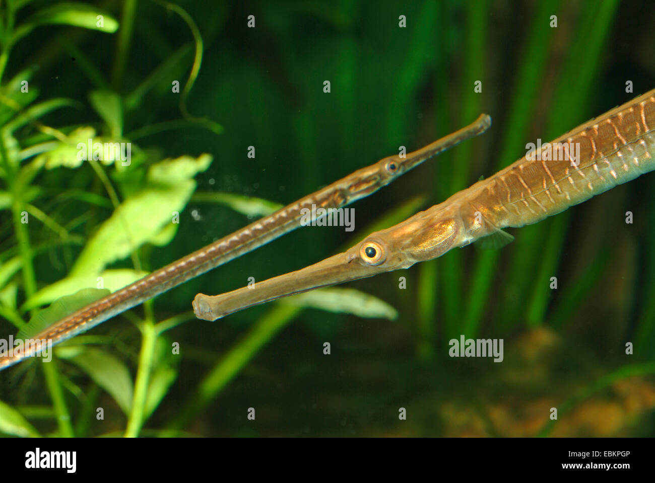 Long-snouted pipefish, Freshwater pipefish (Doryichthys boaja, Microphis boaja), two Long-snouted pipefishes swimming in opposite directions Stock Photo