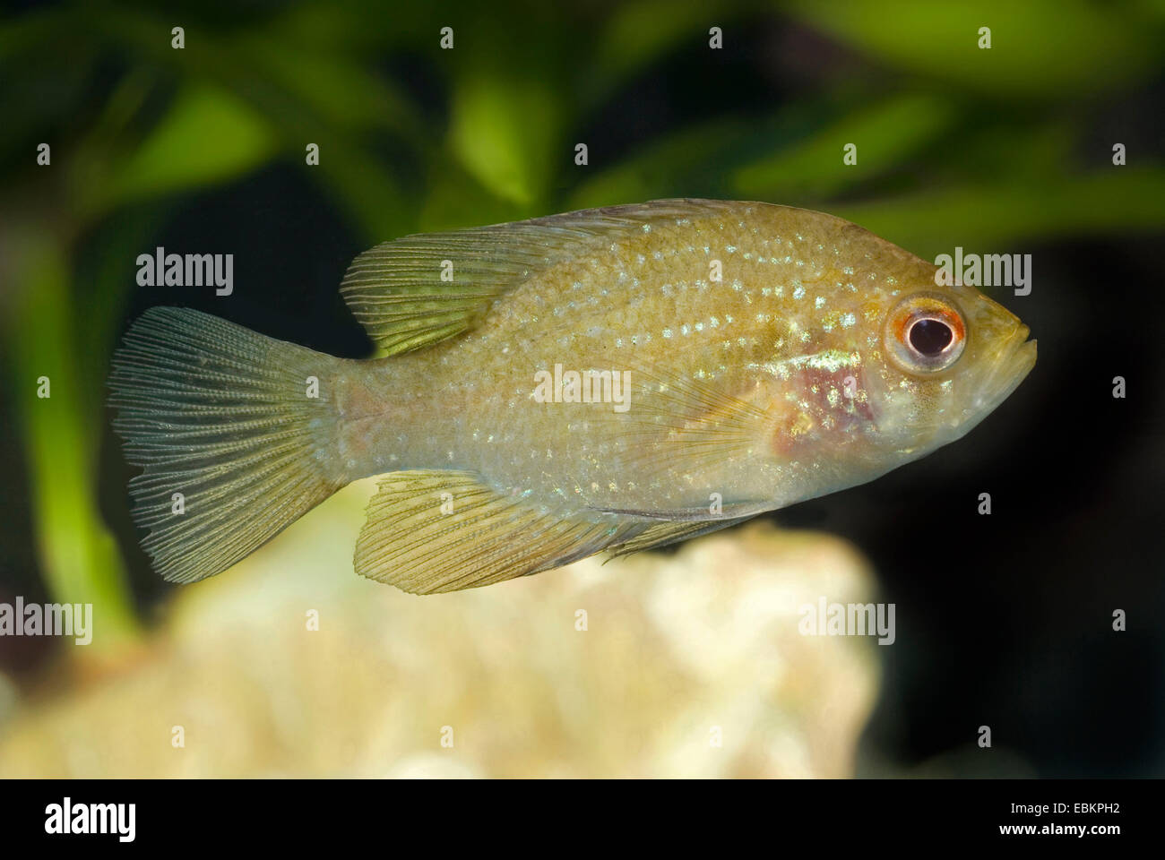 Blue spotted Sunfish (Enneacanthus obesus, Mesogonistius obesus), swimming Stock Photo
