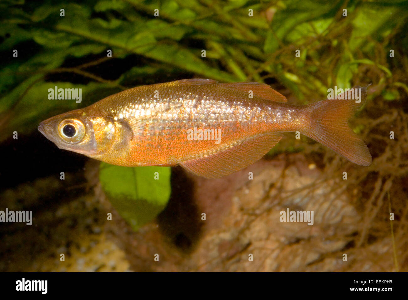 Red rainbowfish, Salmon red Rainbowfish (Glossolepis incisus), female, KZLU1007 Stock Photo