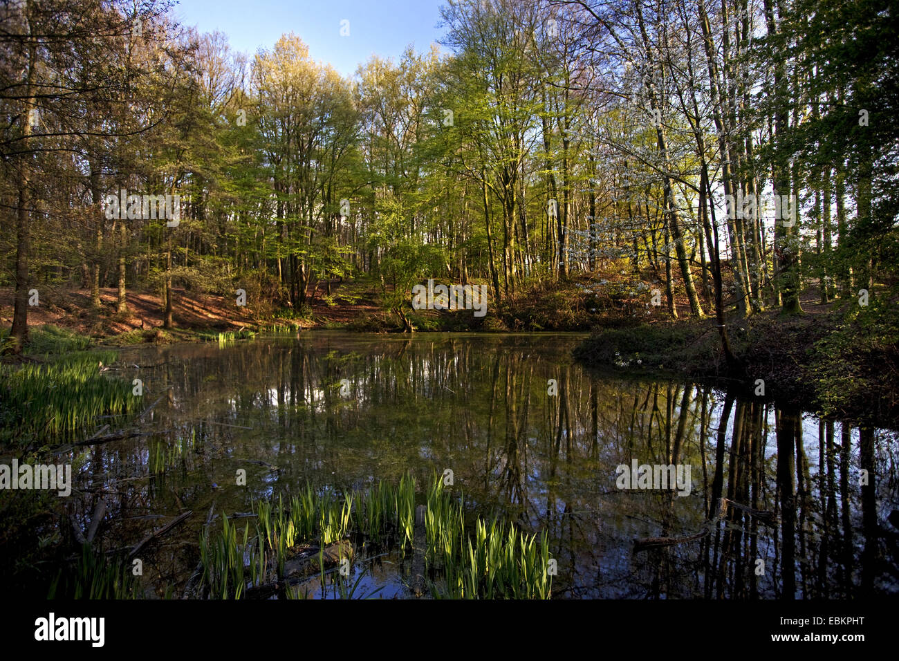 Dorney forest with pond in spring, Germany, North Rhine-Westphalia, Ruhr Area, Witten Stock Photo