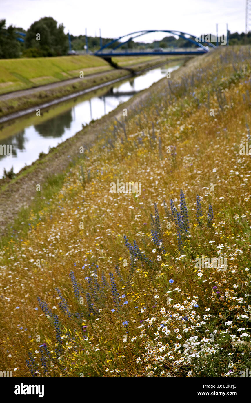 wild flower meadow at the Emscher, Germany, North Rhine-Westphalia, Ruhr Area, Essen Stock Photo
