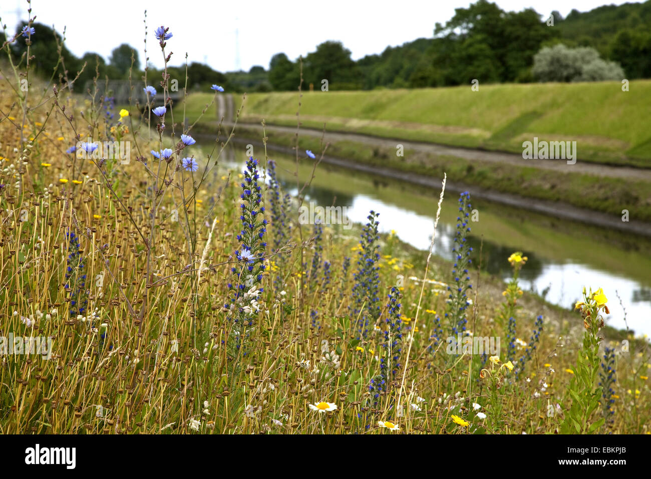wild flower meadow at the Emscher, Germany, North Rhine-Westphalia, Ruhr Area, Essen Stock Photo