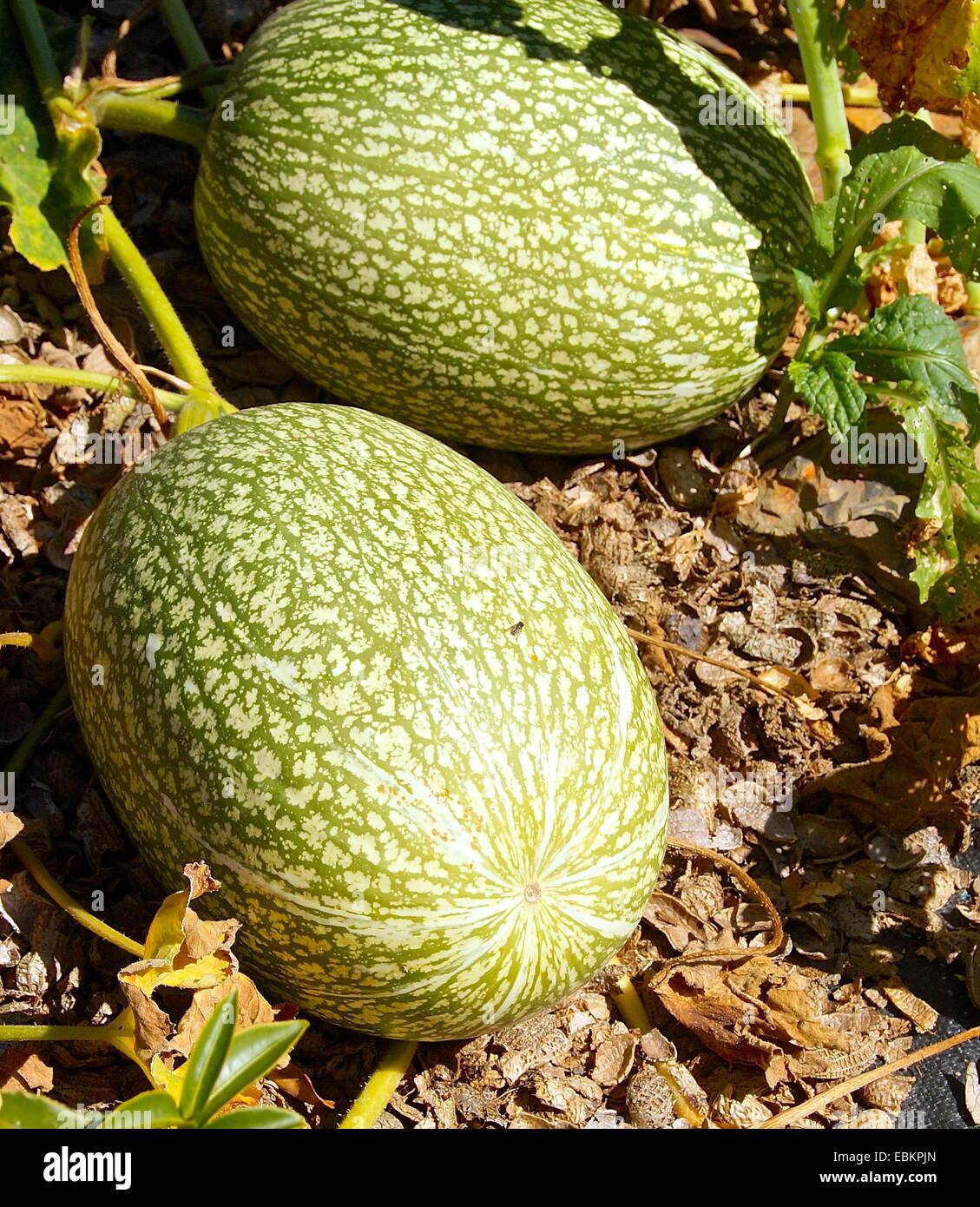The winter squash closeup in the field Stock Photo