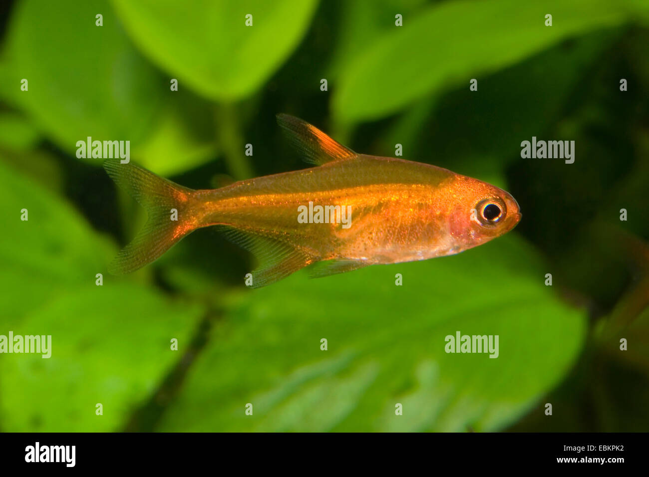 Amanda's fire tetra (Hyphessobrycon amandae, Hemigrammus amandae), swimming Stock Photo