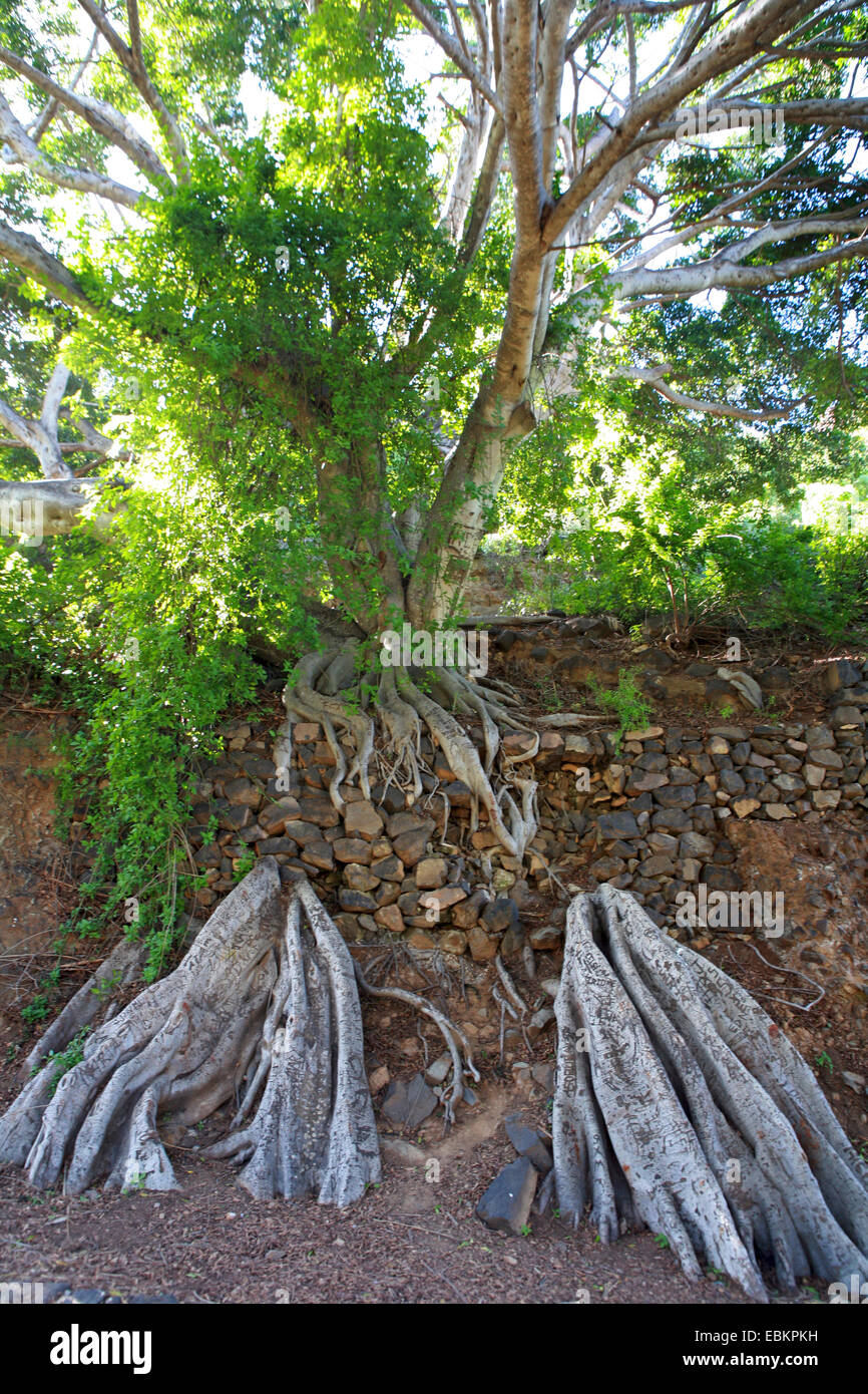 Azorean laurel, Azorian laurel, Canarian laurel, Canary laurel (Laurus