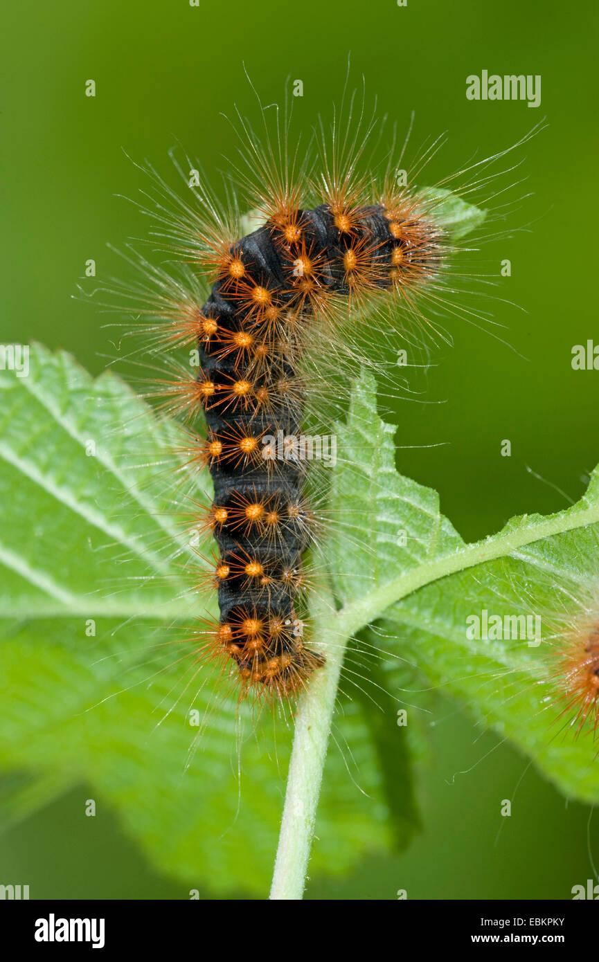 moth (Acronicta auricoma), caterpillars feeding on a leaf, Germany Stock Photo