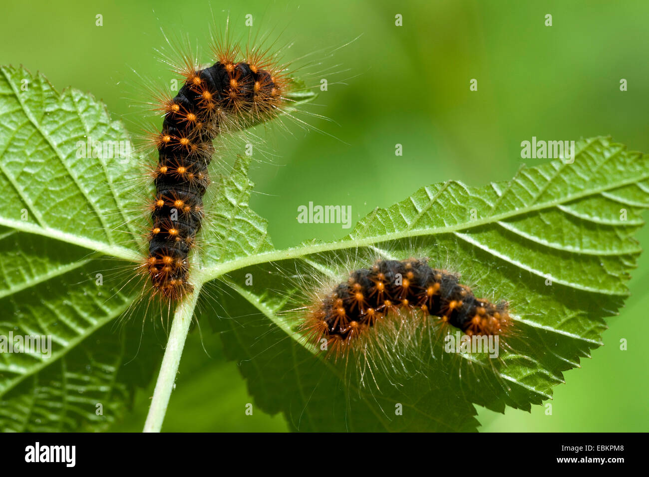 Moth caterpillars hires stock photography and images Alamy