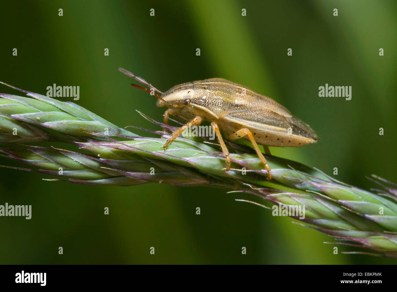 Bishop's mitre, Bishop's mitre bug (Aelia acuminata), sitting on a grass ear, Germany Stock Photo